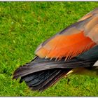 Federn der Nilgans