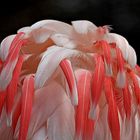 Federn eines Zwergflamingos