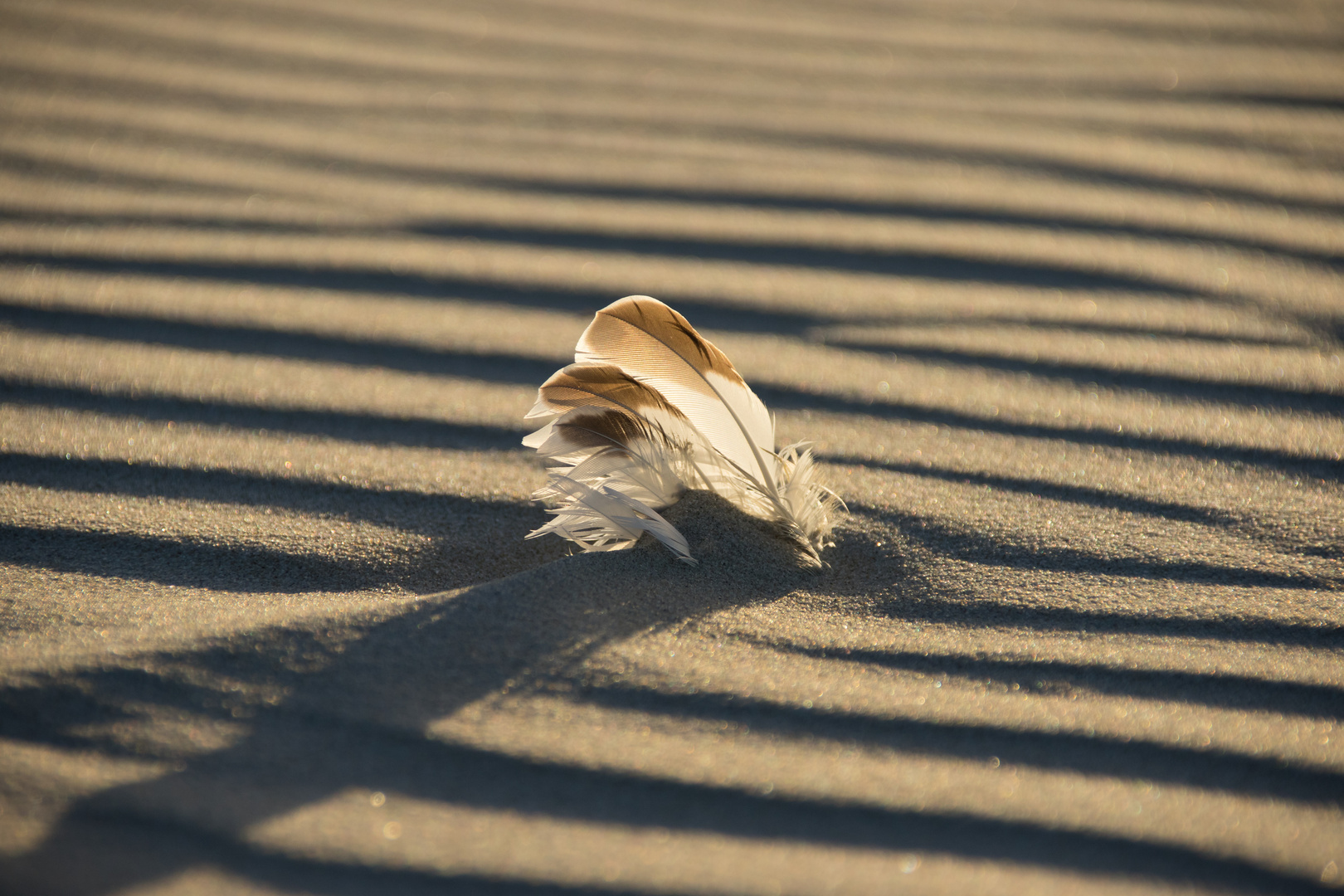 Federn im Sand