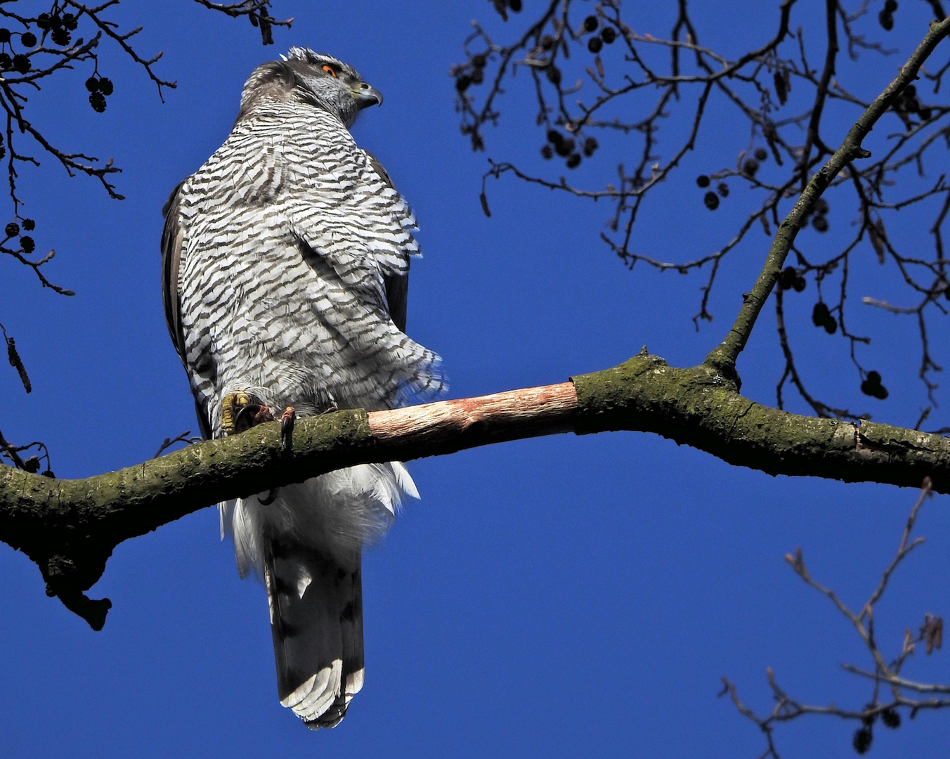 Federn im Wind :)