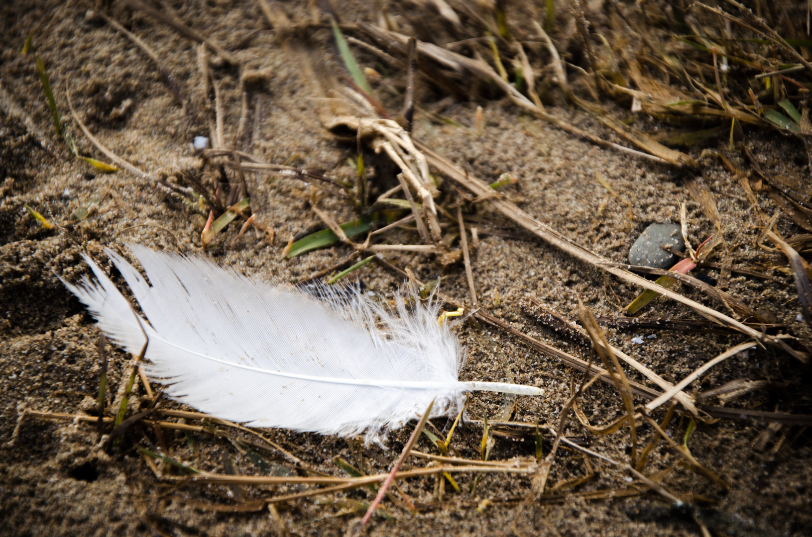 Federn im Wind