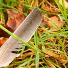 Federn - zu schön, um nur damit zu fliegen