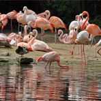 Federpflege bei Flamingo