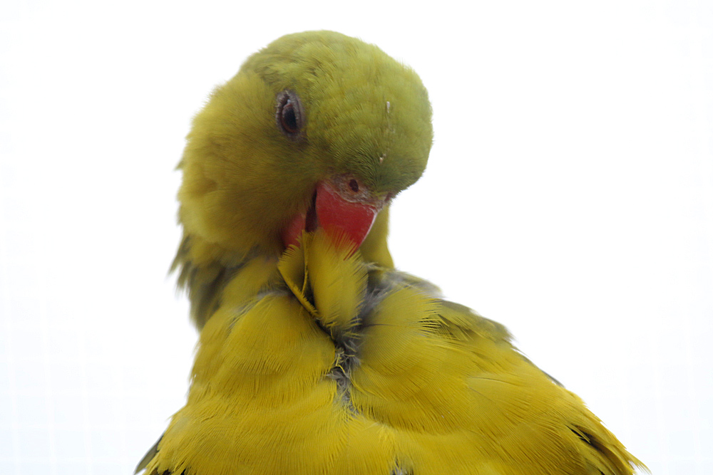 Federpflege beim Bergsittich Foto & Bild tiere, haustiere, vögel
