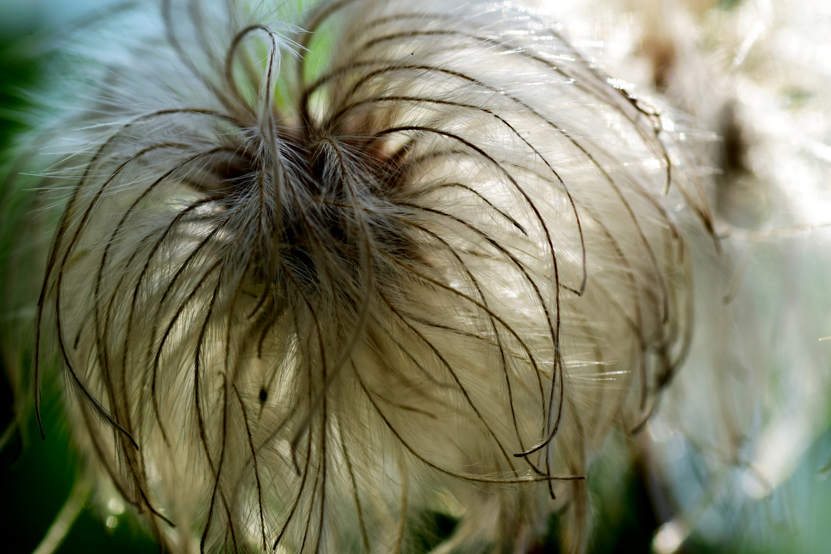 Federpuschelige Clematis