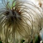 Federpuschelige Clematis