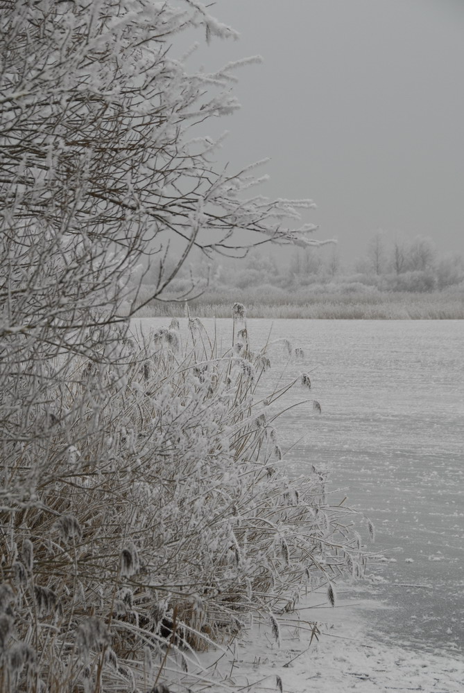 Federsee 1