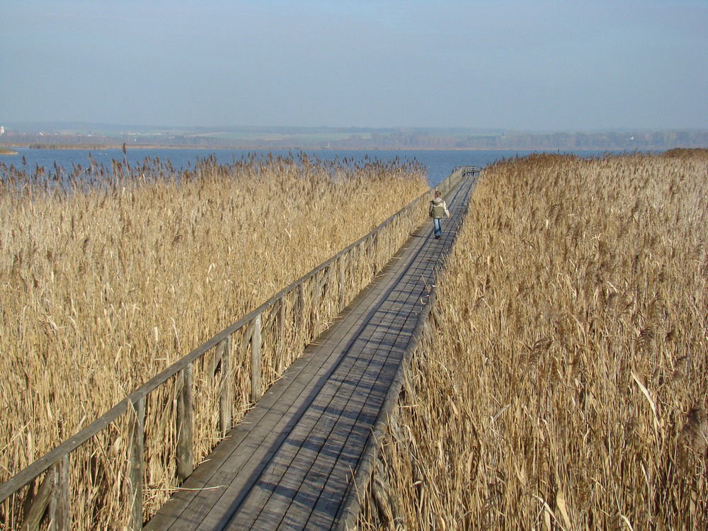 Federsee