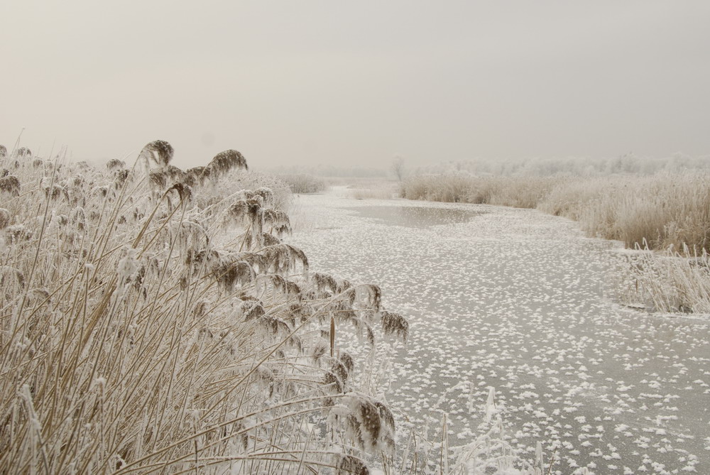 Federsee 2