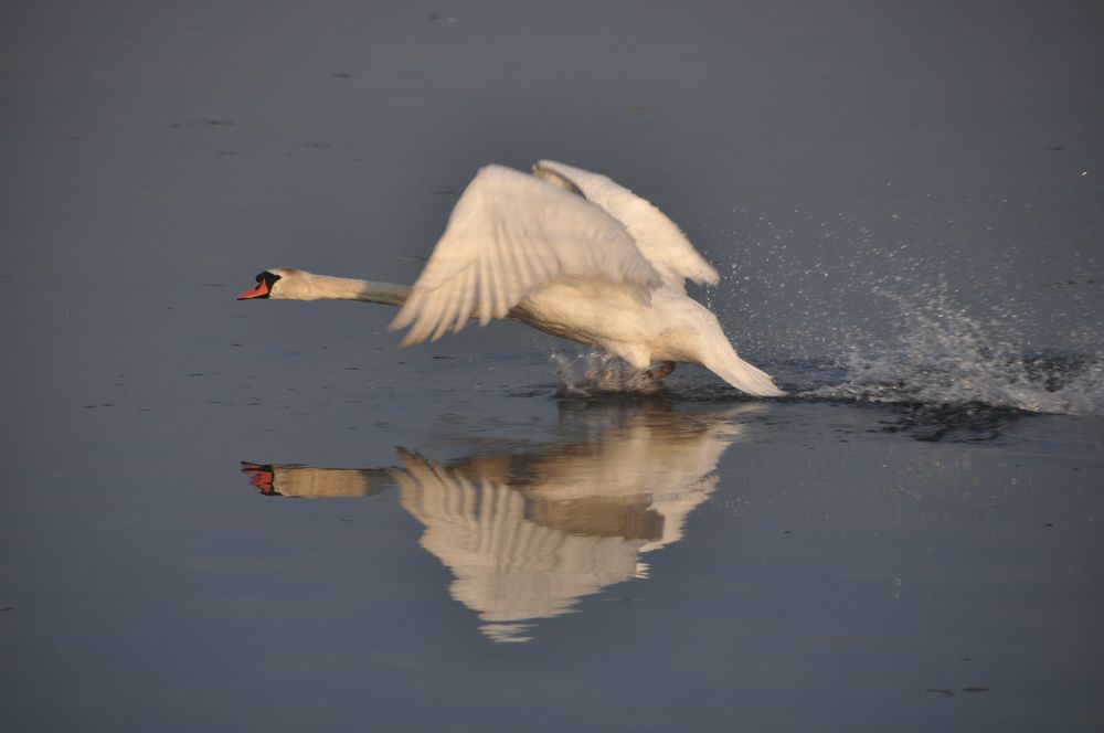 Federsee