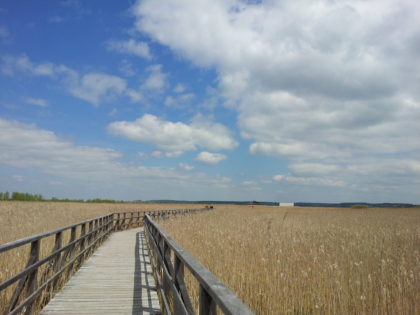 Federsee