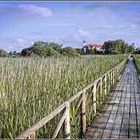 federsee - der steg nach bad buchau