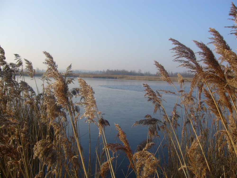 federsee