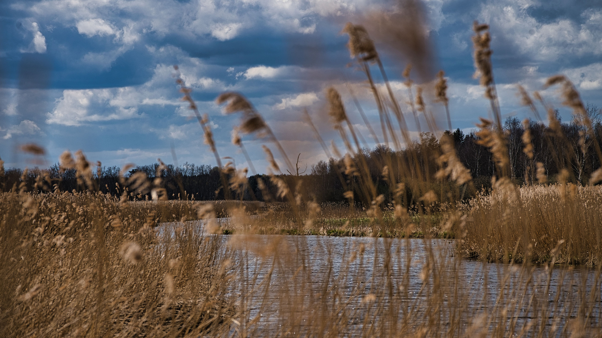 Federsee 