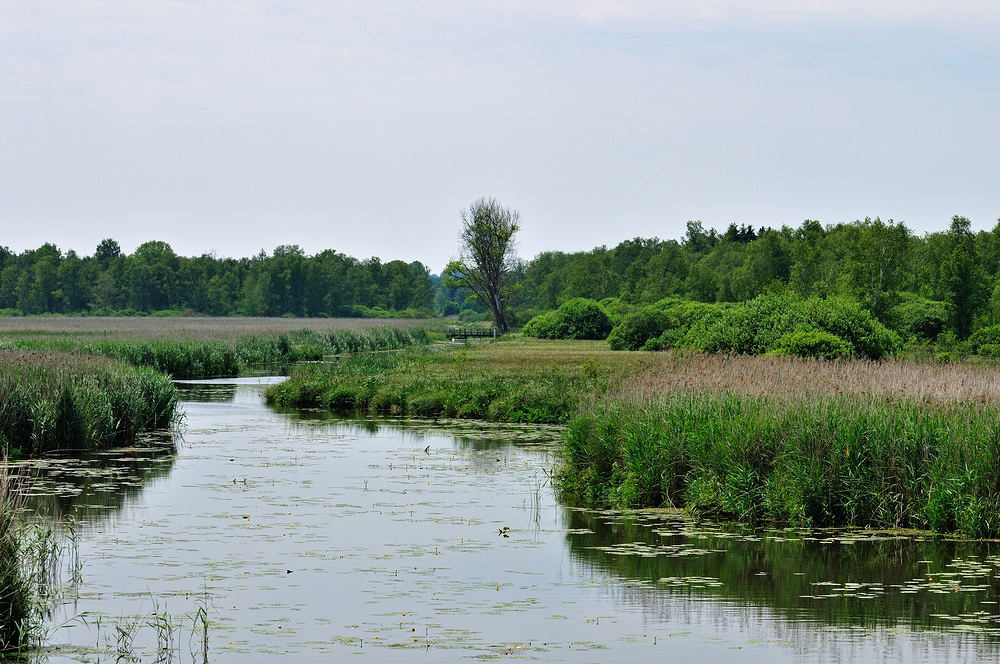 Federsee einer der Zu od. Abflüsse