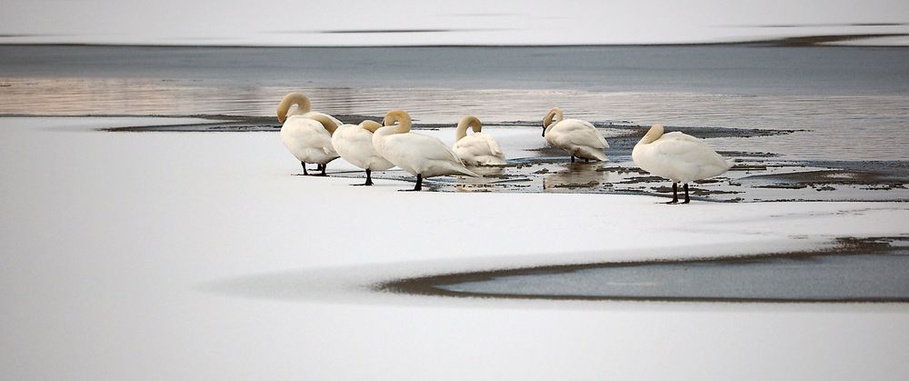 Federsee friert zu...