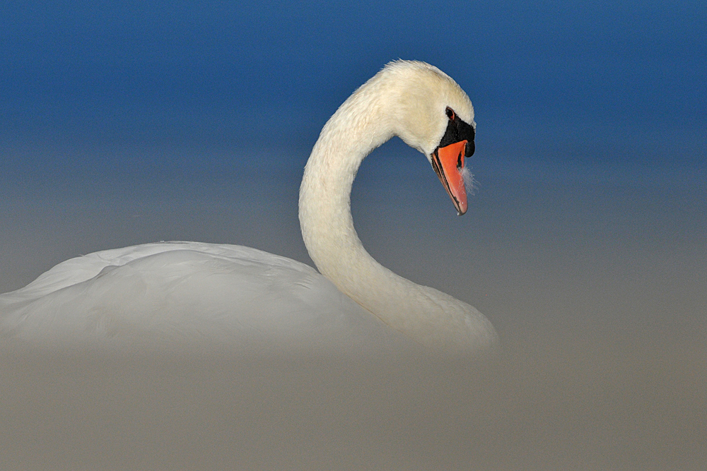 Federsee: Höckerschwan – Dösen 01