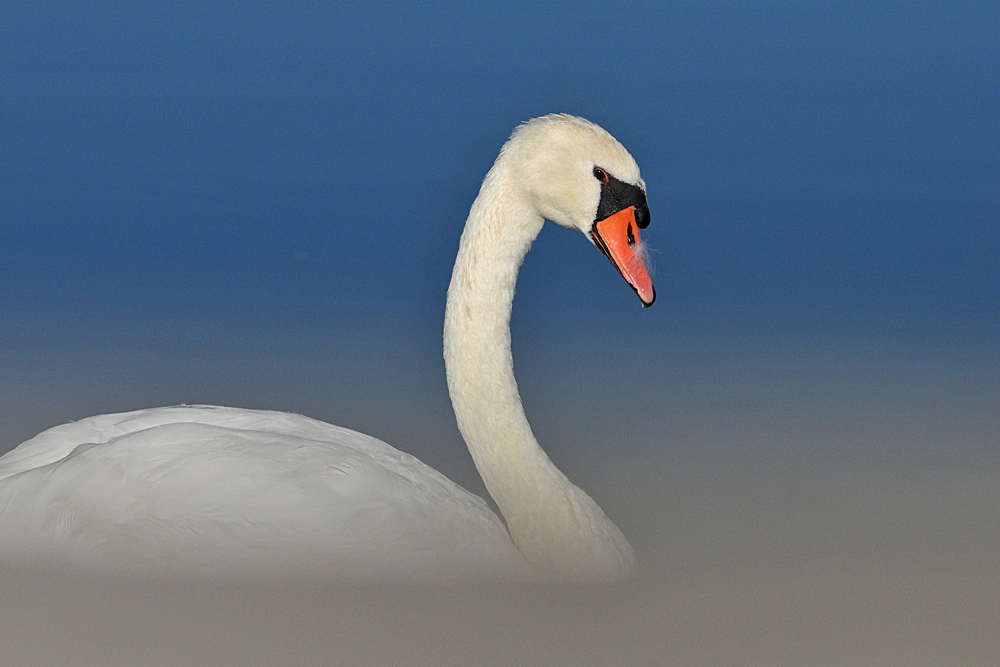 Federsee: Höckerschwan – Dösen 02