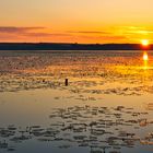 Federsee in der Morgendämmerung