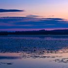 Federsee in der Morgendämmerung