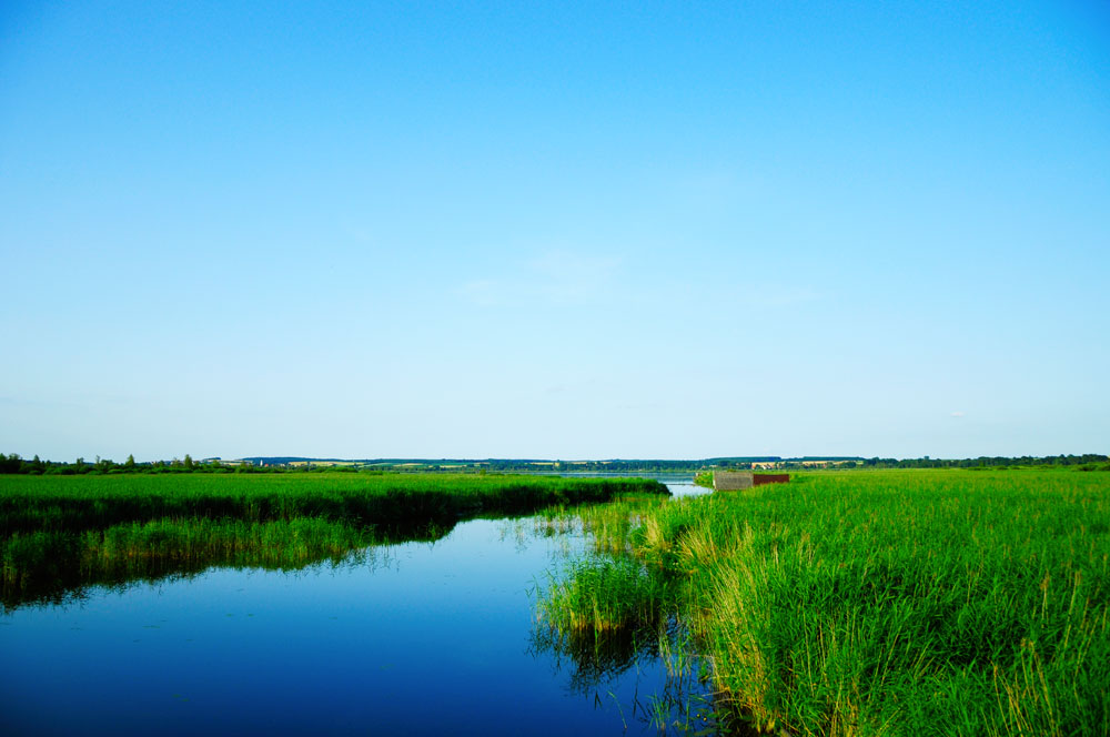 Federsee Moor