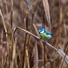 Federsee, Vogelwelt