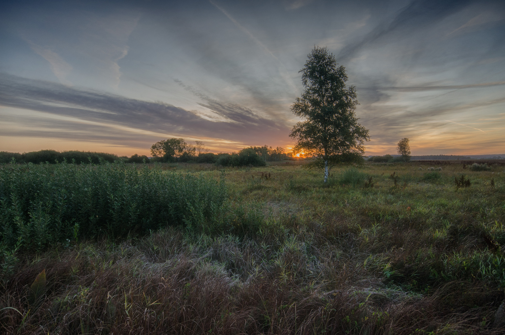 Federseemoor am frühen Morgen