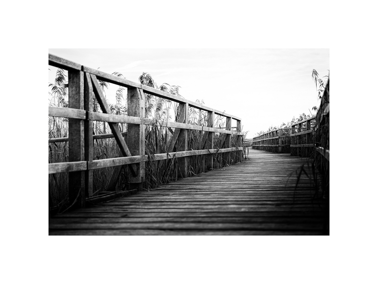 Federseesteg Foto & Bild landschaft, lebensräume, natur Bilder auf