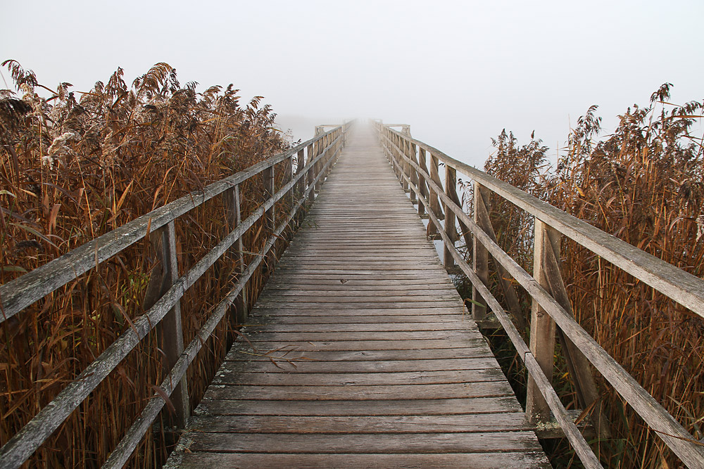 Federseesteg im Morgennebel........