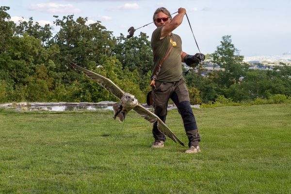 Federspiel Falknerei