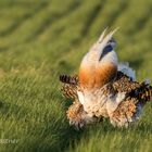 Federspiel im Wind