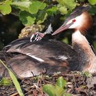 Federspielchen Haubentaucher & Jungvogel