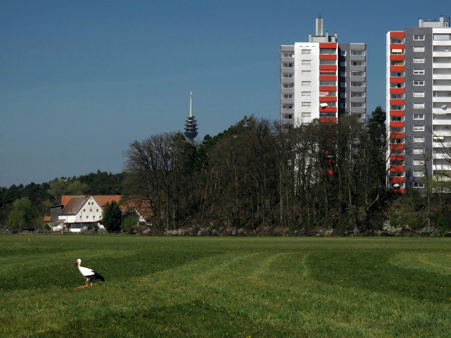 Federvieh (rot-weiß) I