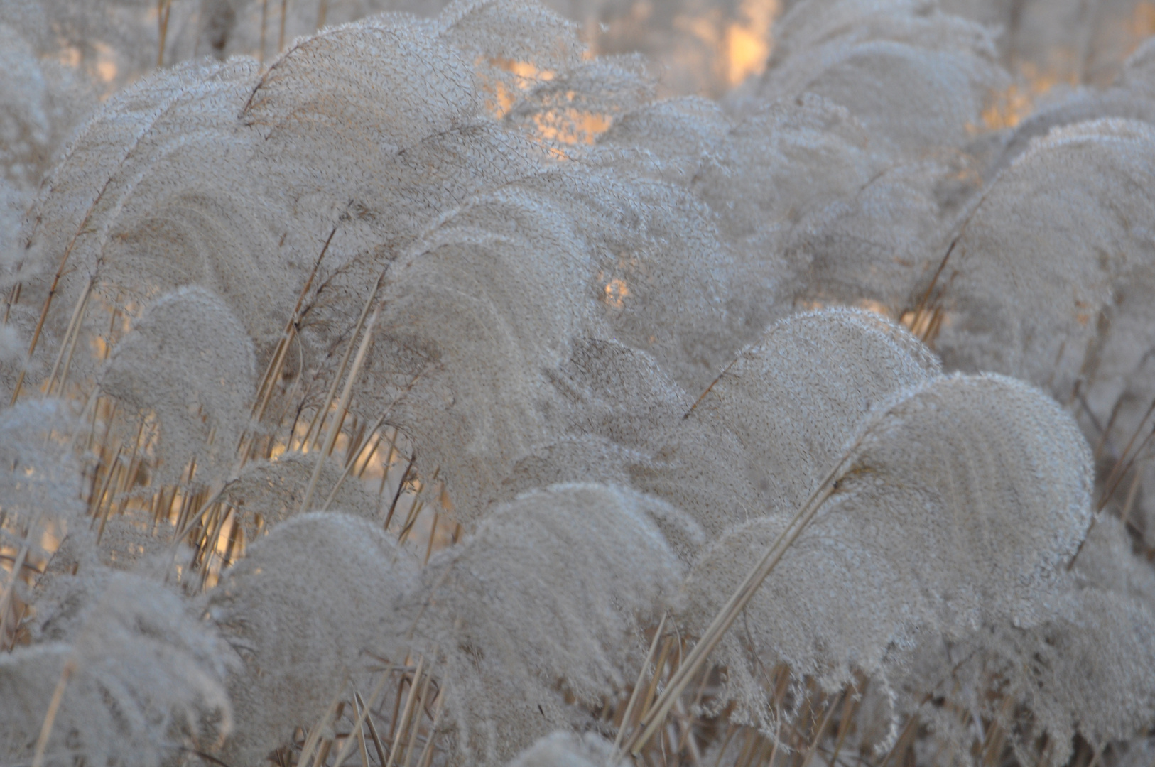 Federwedel im Winter