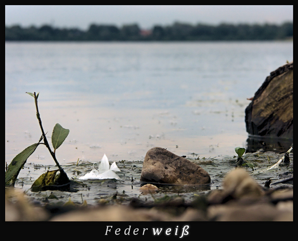 Federweiß - mit Persil gewaschen