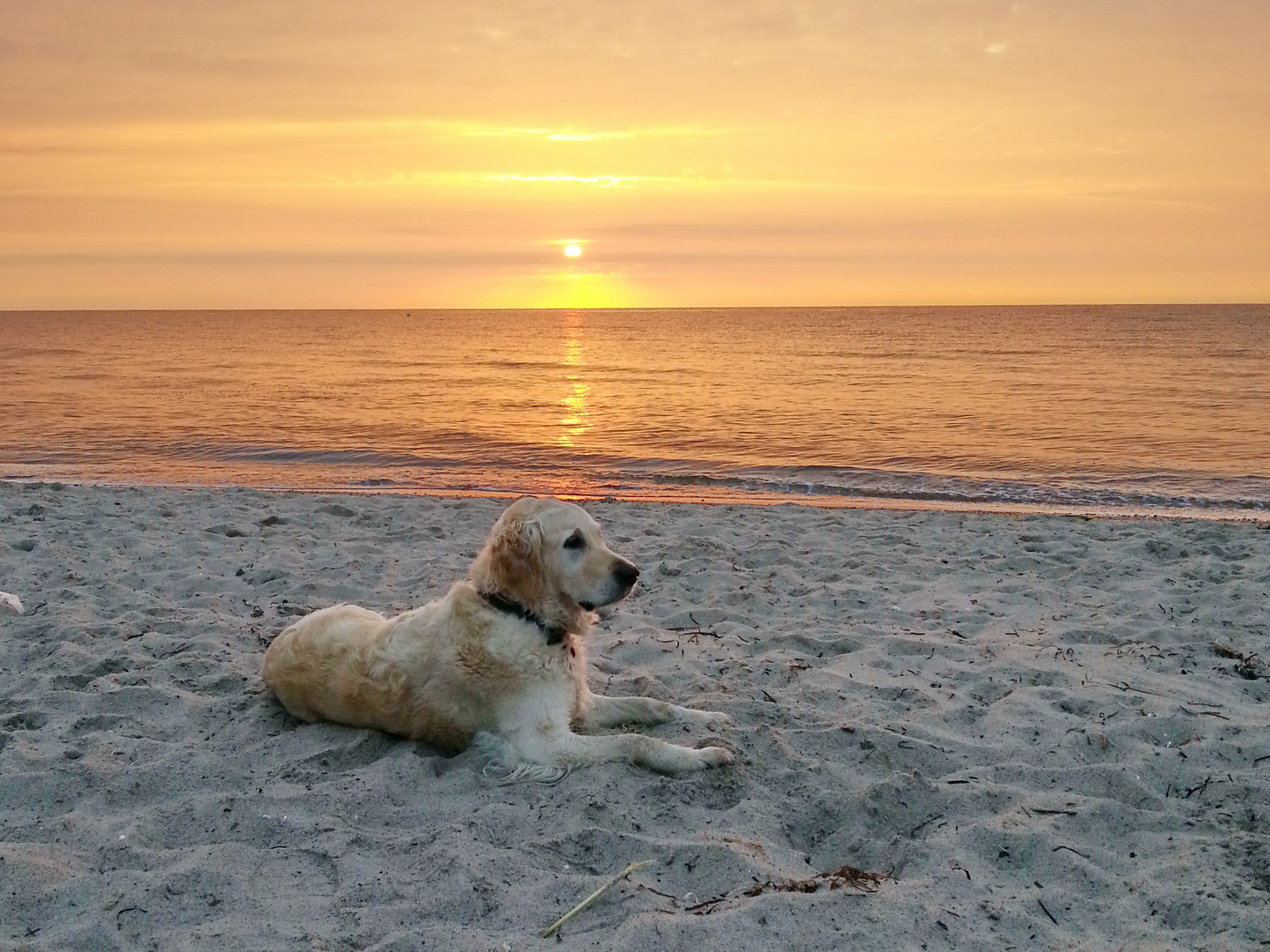 Fee bei Sonnenaufgang an der Ostsee