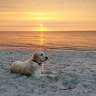 Fee bei Sonnenaufgang an der Ostsee