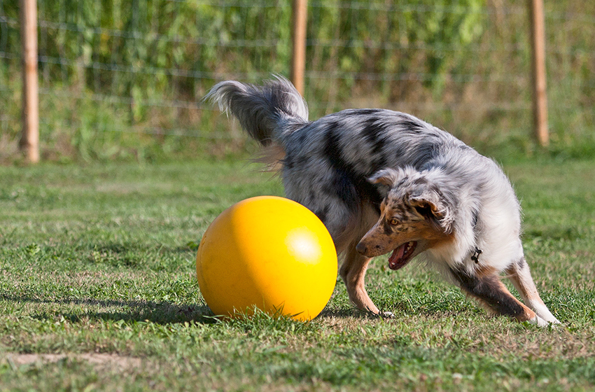 Fee beim Treibball