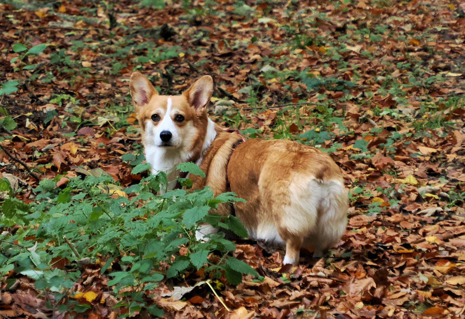 Fee im Wald …