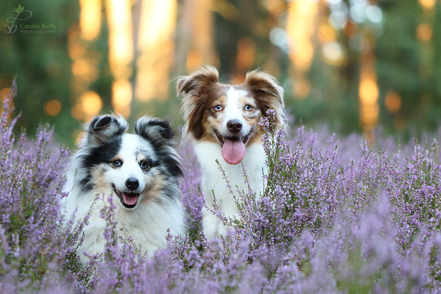 Fee und Quick in der Heide