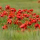 Mohn