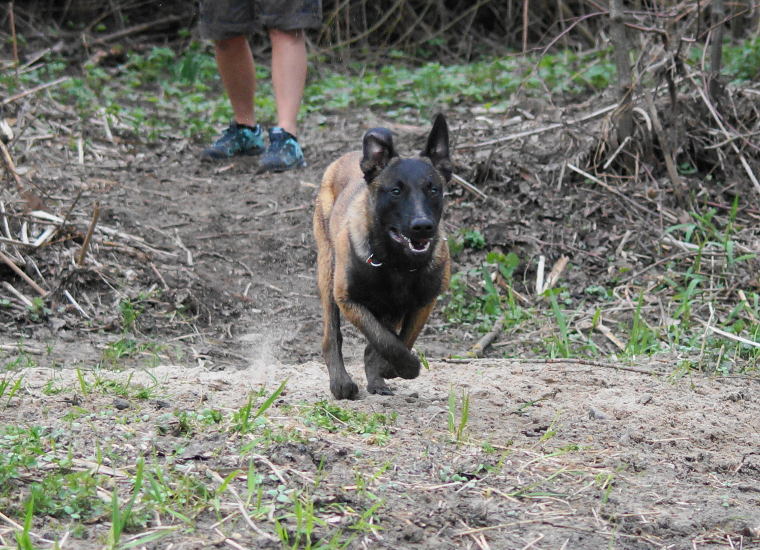 Feeby auf der Jagd..