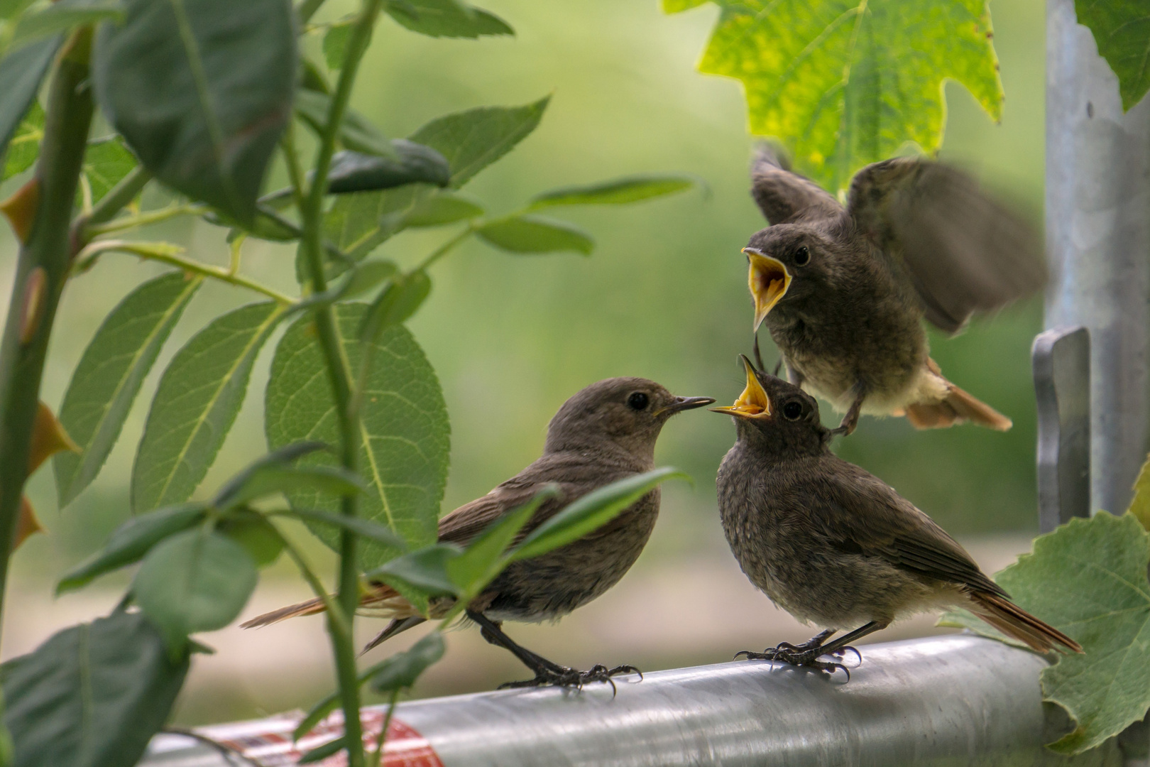 Feed me!