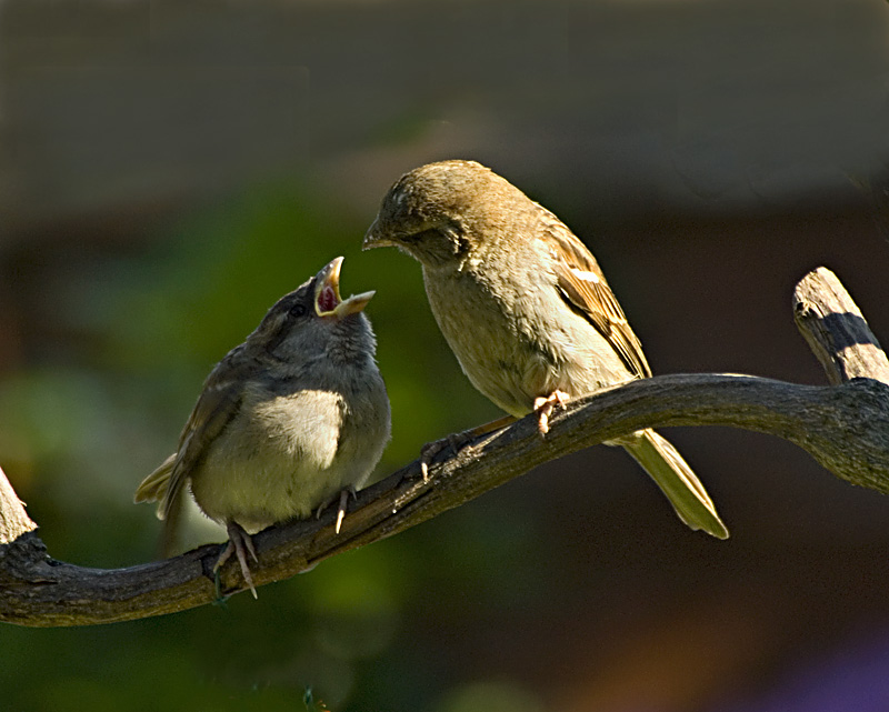 Feed Me!!