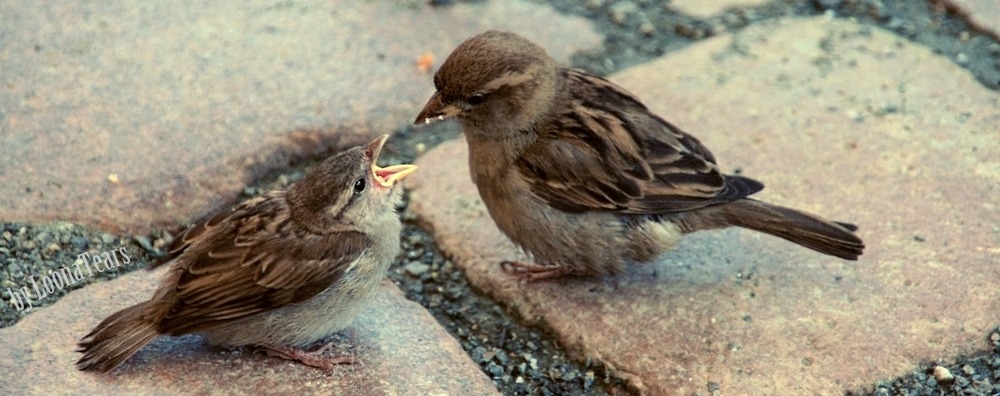 Feed me!