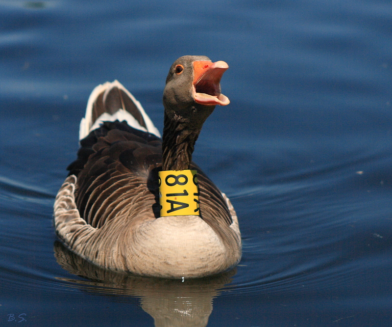 "Feed me!" schreit 81A