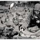 ...feed the birds 1...- ISTANBUL