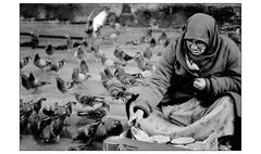 ...feed the birds 1...- ISTANBUL