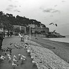 feed the seagulls under the rain
