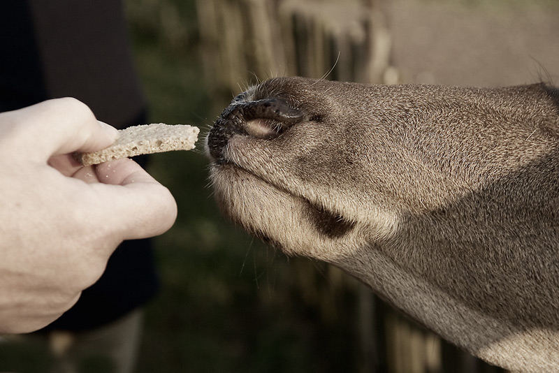 feedin' in frosty finny